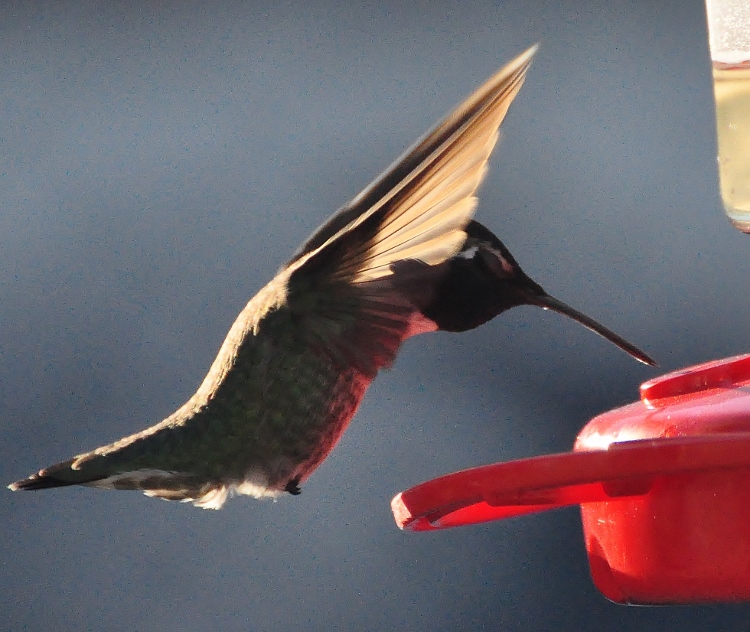 hummingbird at feeder